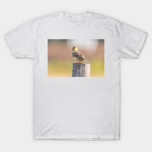 Quizzical Meadowlark by Debra Martz T-Shirt